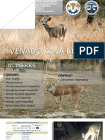 Venado Cola Blanca