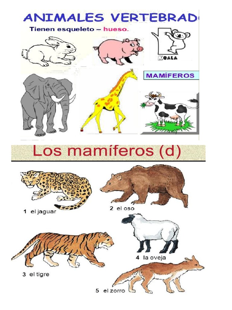 Mamiferos Vertebrados Banner Pedagógico Animais Vertebrados