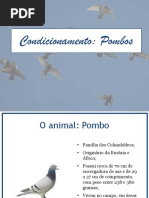 Condicionamento - Pombos