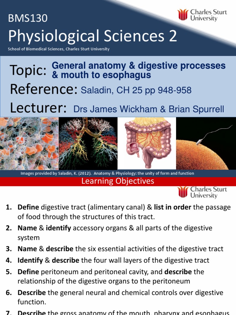 Biomedical Digestive System Guide | PDF | Peritoneum | Human Digestive ...