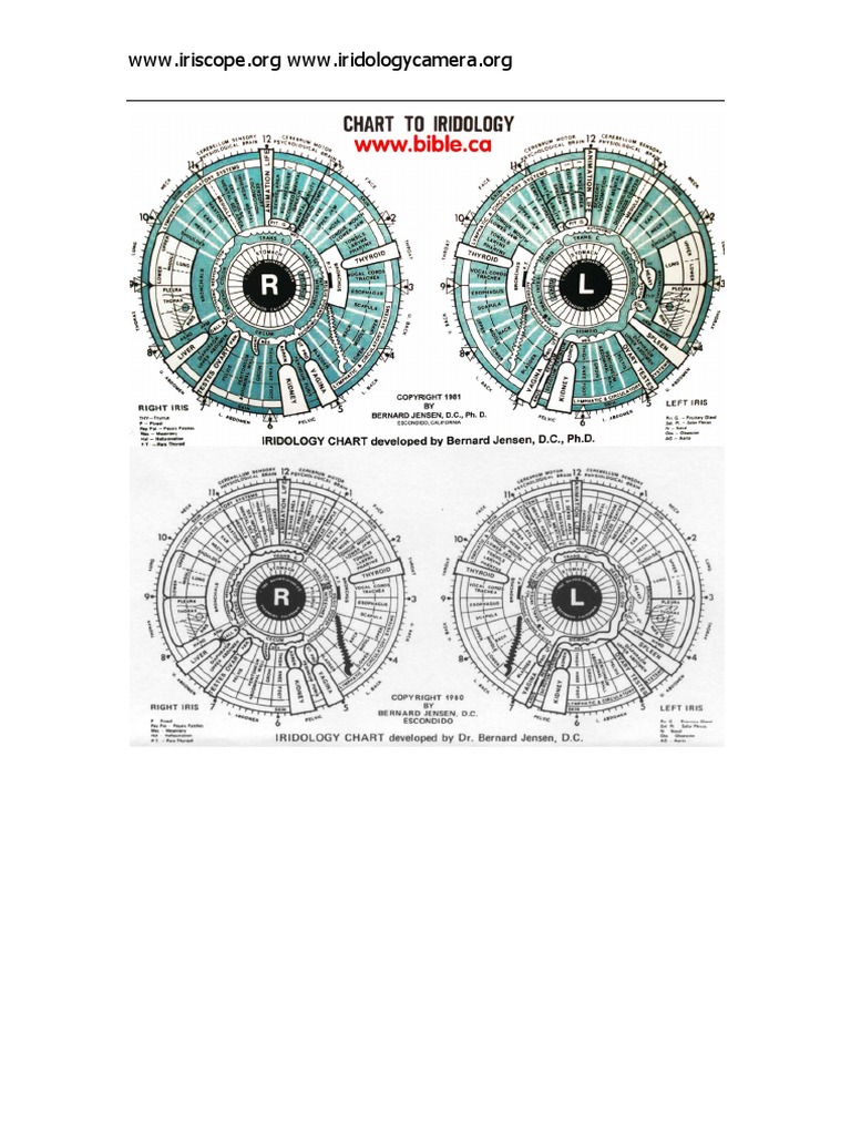 Bernard Jensen.d.c Iridology Chart | PDF
