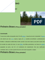 Pinheiro Bravo - Apresentação Curta