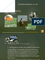 Budidaya Melon