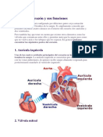Partes corazón funciones