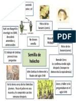 helechos y su proceso de crecimiento.pptx