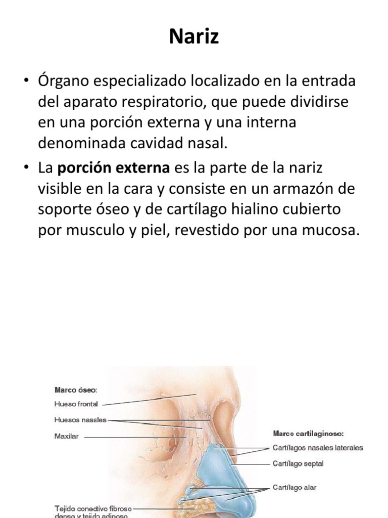 Anatomía y Funciones de la Nariz | PDF | Olfato | Anatomía, image size:768x1024