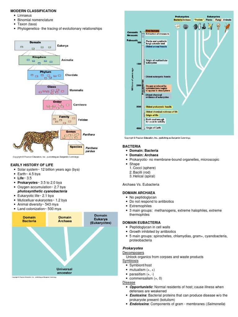 Overview of Modern Classification | PDF | Fungus | Bacteria