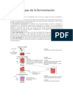 Fases y etapas de la fermentación.docx