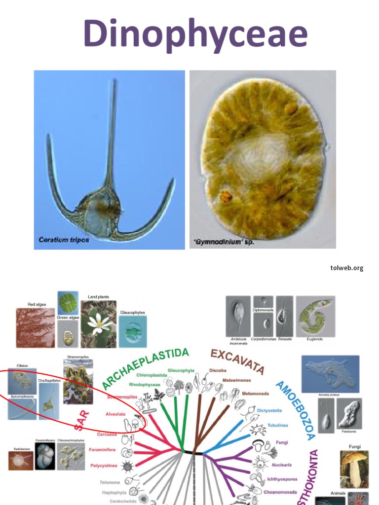 Dinophyceae PDF Algas Biología