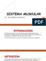 Sistema muscular: tipos, funciones y clasificación