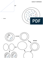 Lecture 7: Cell Division: Mitosis