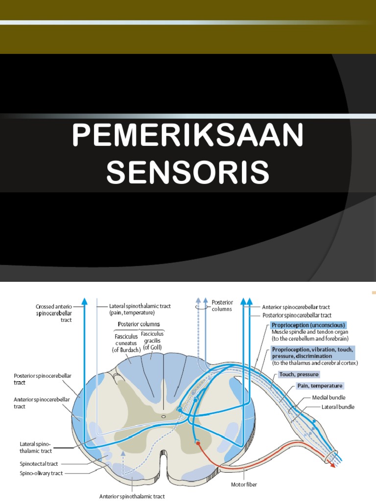 Dokumen - Tips Pemeriksaan Sensibilitas Ok | PDF | Pengembangan Diri ...