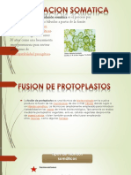 Fusion de Protoplastos Final Completo