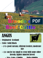 Beef Breeds Powerpoint