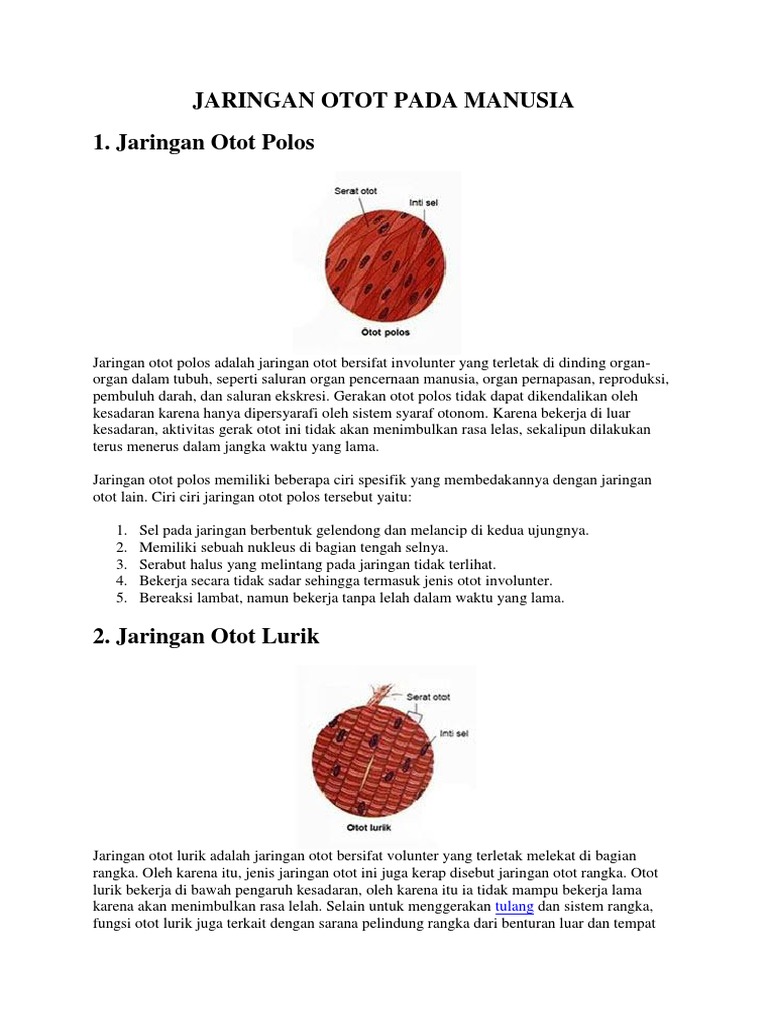 Jaringan Otot Pada Manusia Jaringan Otot Pada Manusia
