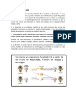 Partenogenesis y Gynogenesis