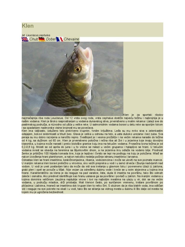 Klen | PDF