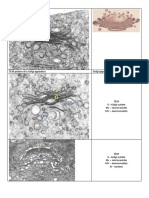 TEM Picture of A Golgi Apparatus Golgi Apparatus - Artist Rendition