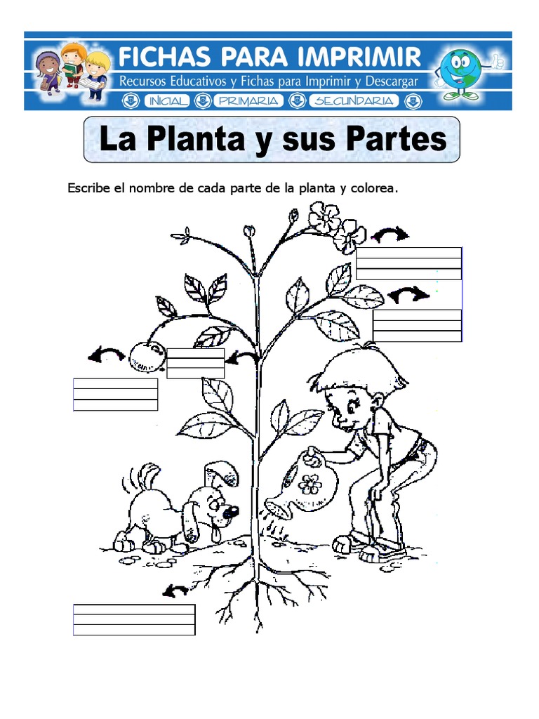 Ficha De La Planta Y Sus Partes Para Primariadoc Science Ciencia