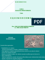Echinoderm at A