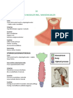Halsen Muskler Inkl. Nakkemuskler (DONE)
