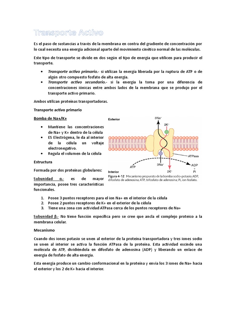 Transporte Activo y Bombas Celulares | PDF | Biofísica | Biología Molecular, image size:768x1024
