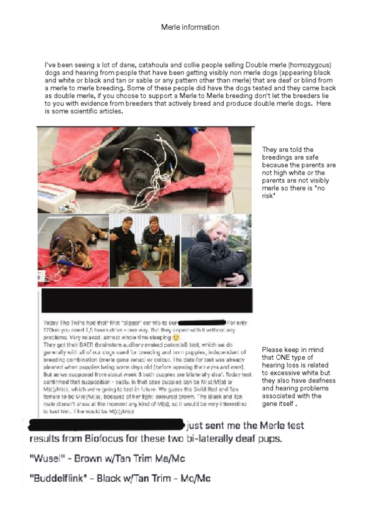 Merle Gene Information PDF Breeds Breeding