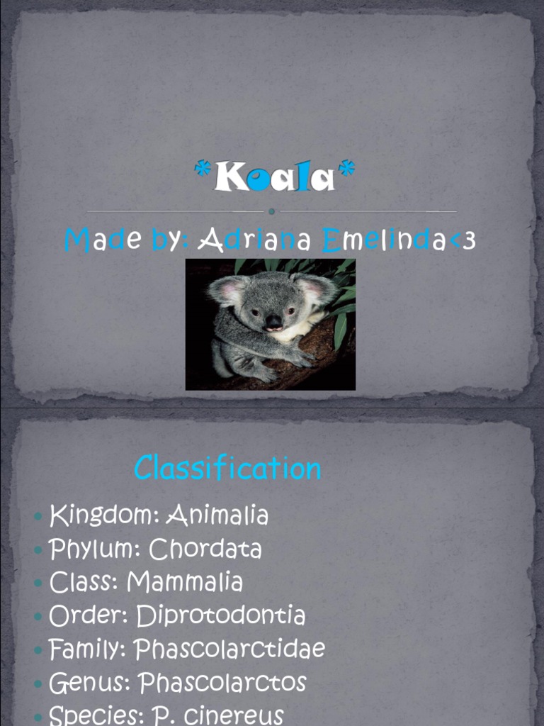 Koala Classification and Characteristics | PDF | Koala | Bears