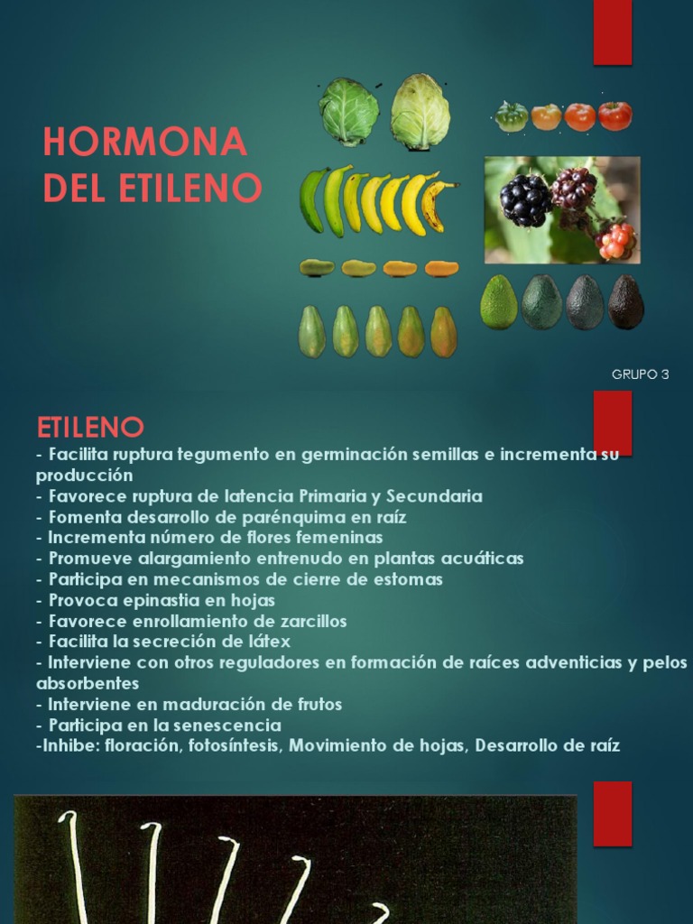 Hormona de Etileno | PDF | Fruta | Plantas Domesticadas
