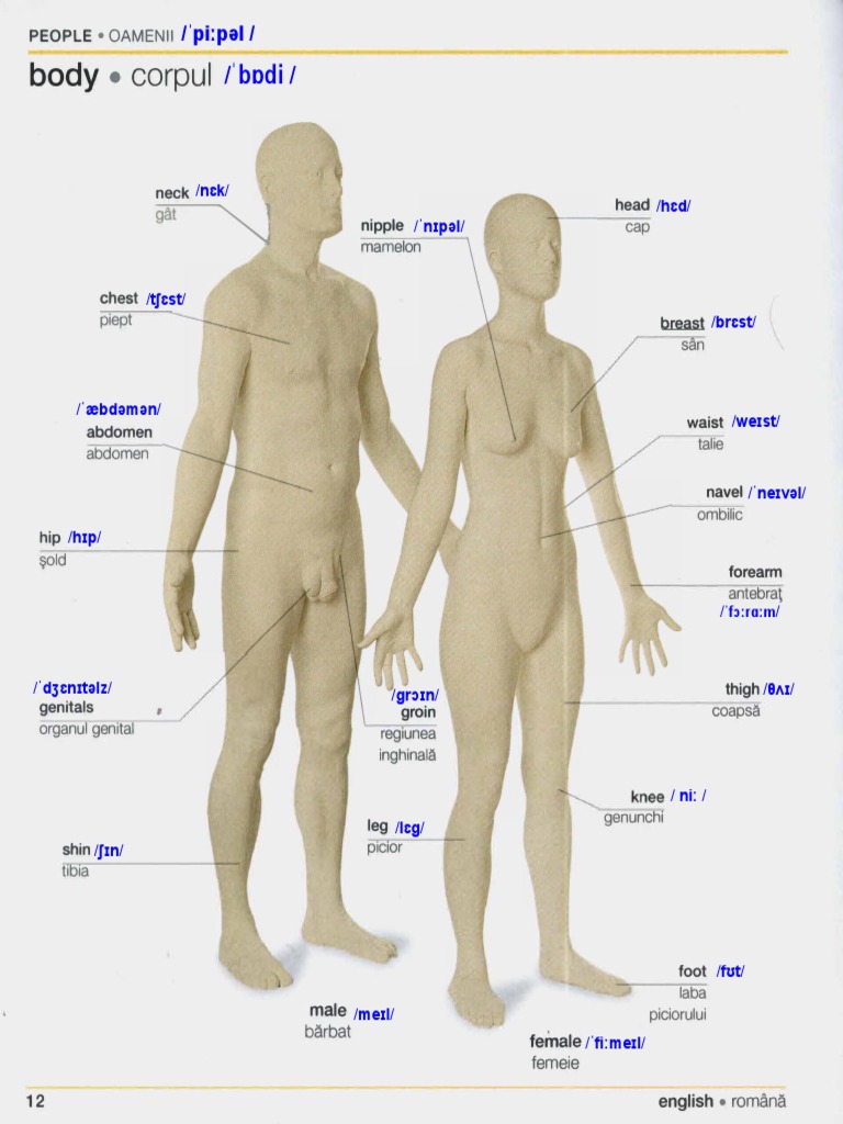 Human Body Parts Labeled In Spanish