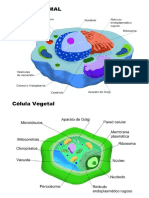 Celula Animal y Vegetal en Imagenes