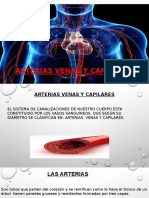 Arterias, venas y capilares. diapositivas