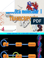 Transcripción