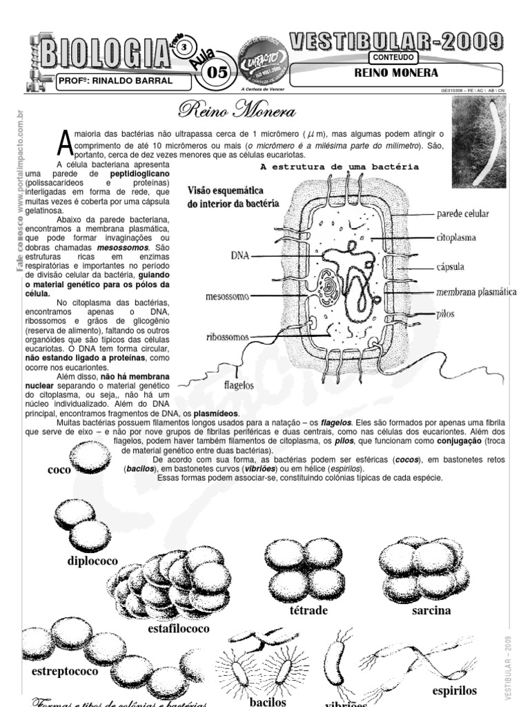 Reino Monera - 1 | PDF | Bactérias | Respiração celular