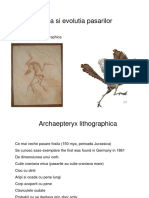 Originea Si Evolutia Pasarilor: Archaepteryx Lithographica