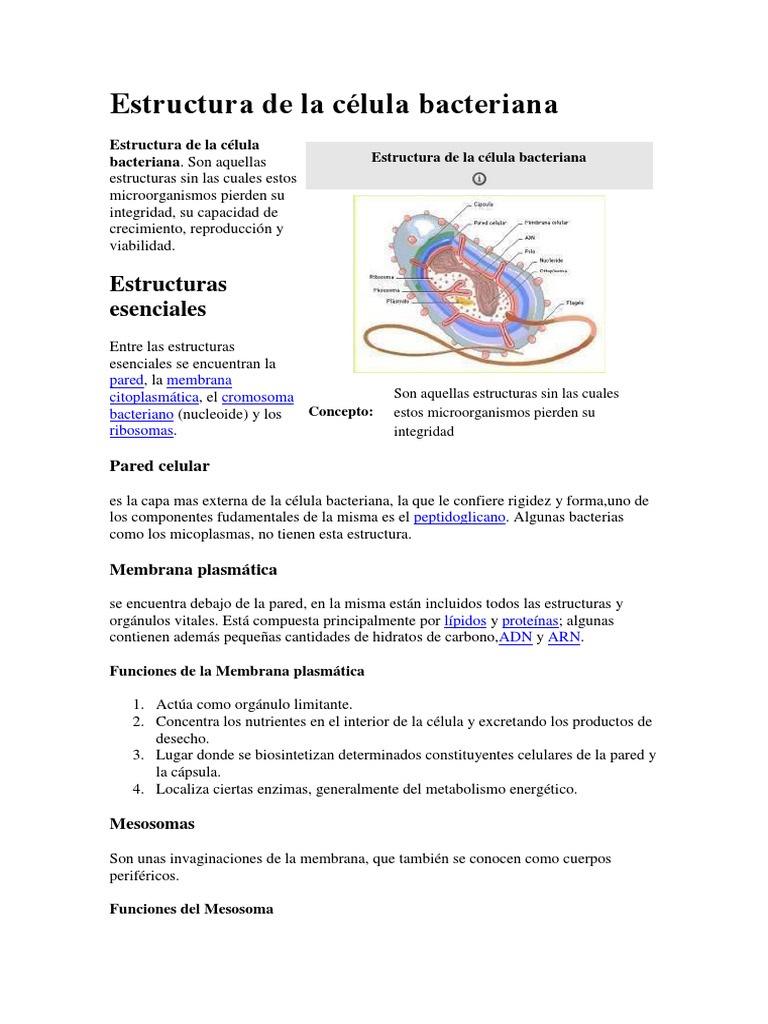 Estructura de la Célula Bacteriana | PDF | Las bacterias | Citoplasma