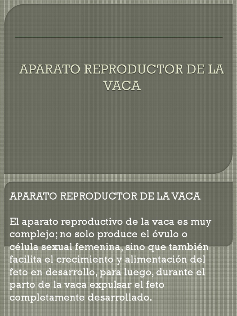 Aparato Reproductor de La Vaca PDF Útero Vagina