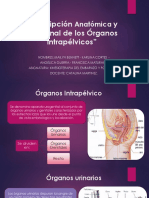 Descripción Anatómica y Funcional de Los Órganos Intrapélvicos.pptx FINAL