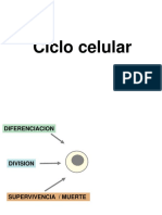 T14 CicloCel PDF