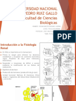 Expo Sistema Renal