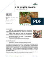 Ficha ARDILLA DE VIENTRE BLANCO _Sciurus lis_.pdf