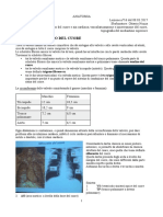 16 - Anatomia II - 08.03.2017 - R