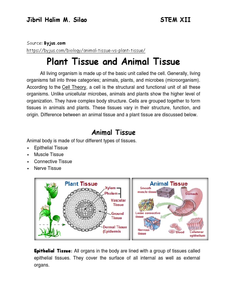 Differences Between Plant and Animal Tissues | PDF | Tissue (Biology ...