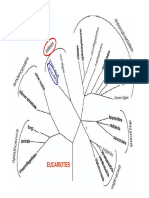 Paleobotanica Primera Parte