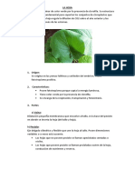 La hoja: órgano fotosintético de las plantas