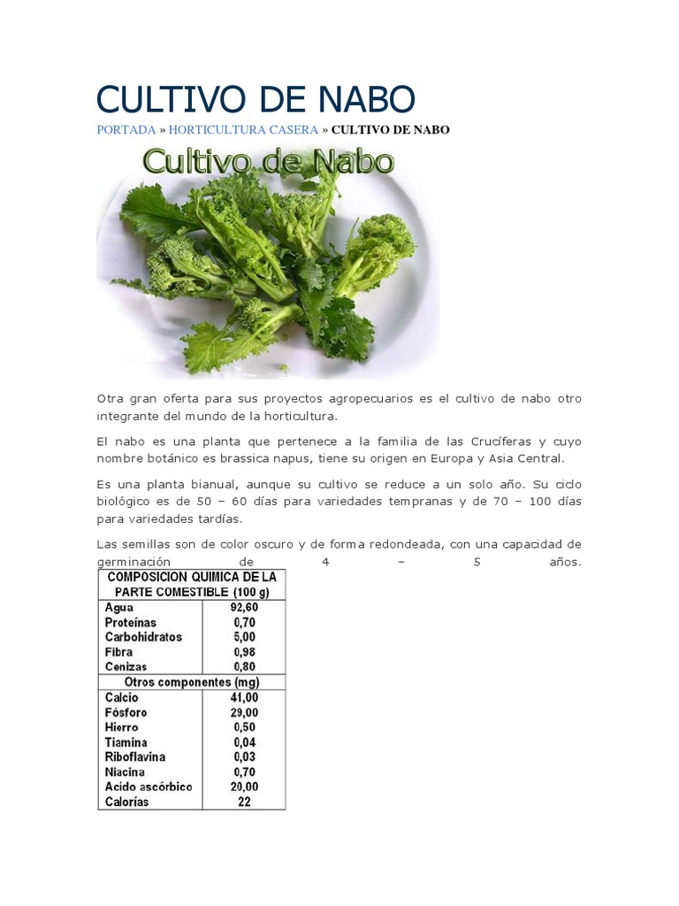 Cultivo Y Cosecha De Nabos ALTERNATIVA ECOLÓGICA: CULTIVO DE NABO