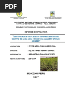 Plagas y Enfermedades en Arroz