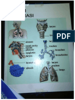 Histologi Blok Respirasi