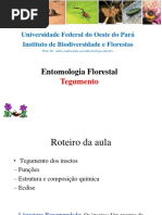 Morfologia Externa - Tegumento