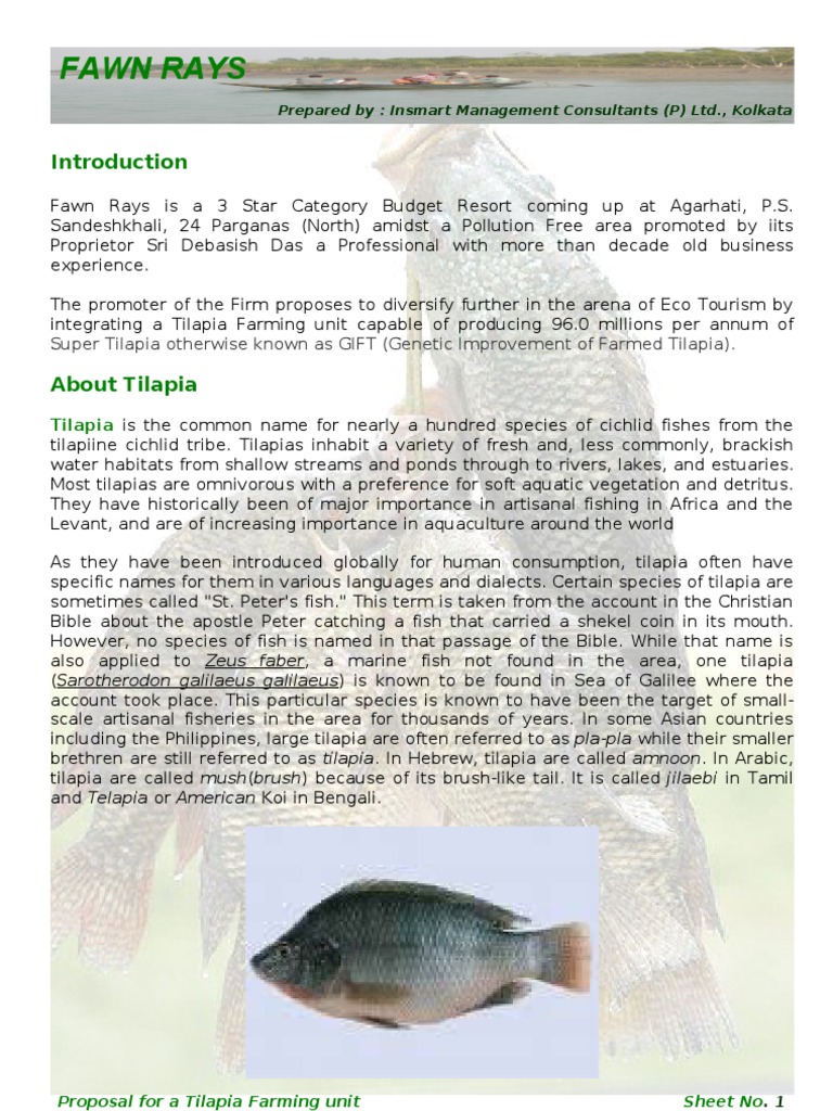 Tilapia Farming Full Aquaculture Fish